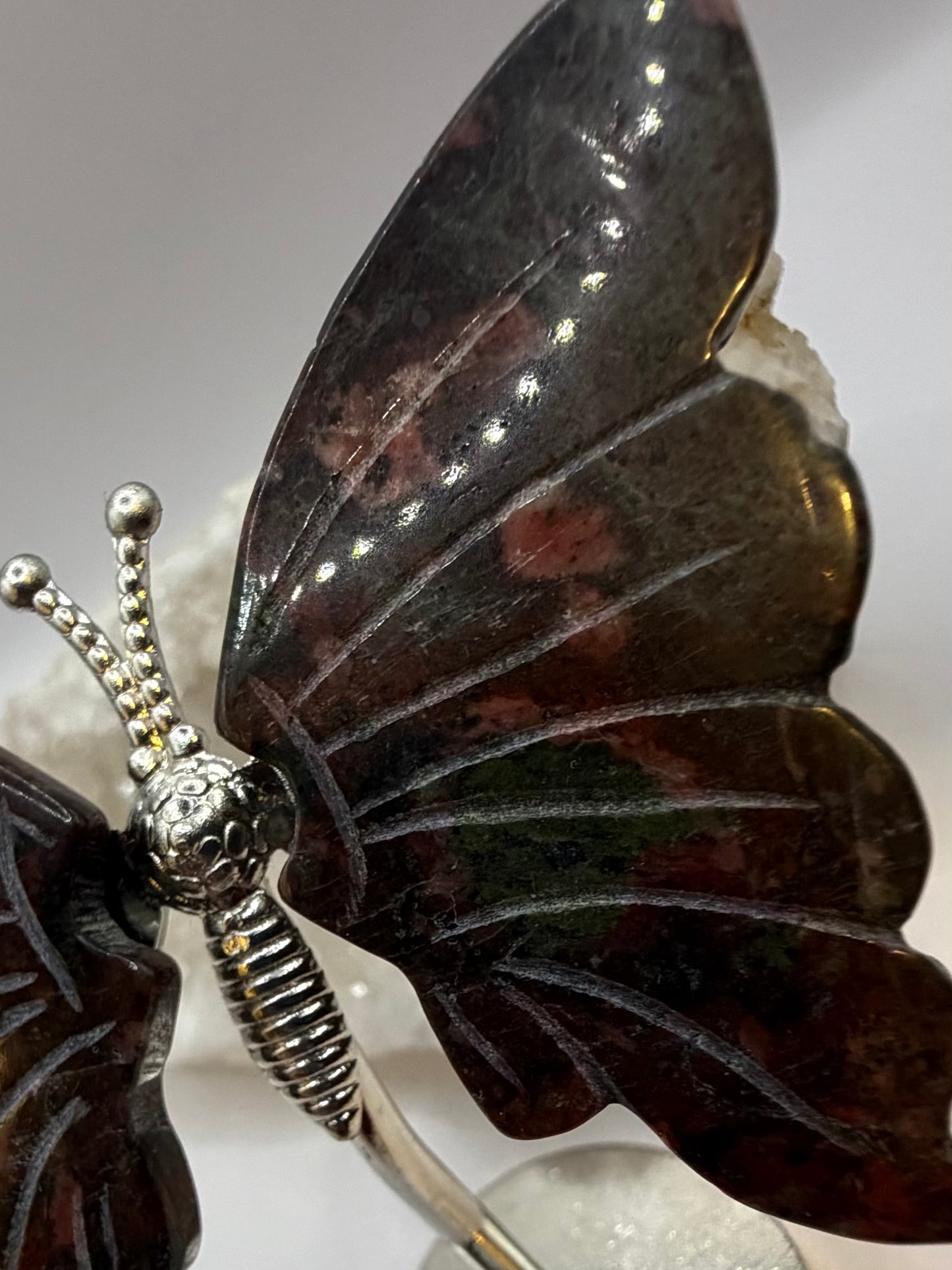 Dragons blood Butterfly