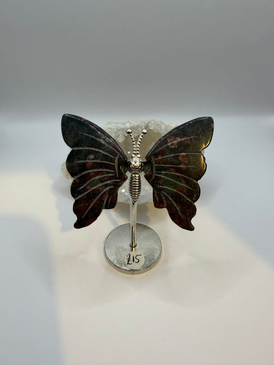 Dragons blood Butterfly